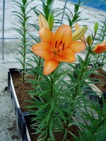 [1677 Honesty No02.JPG]